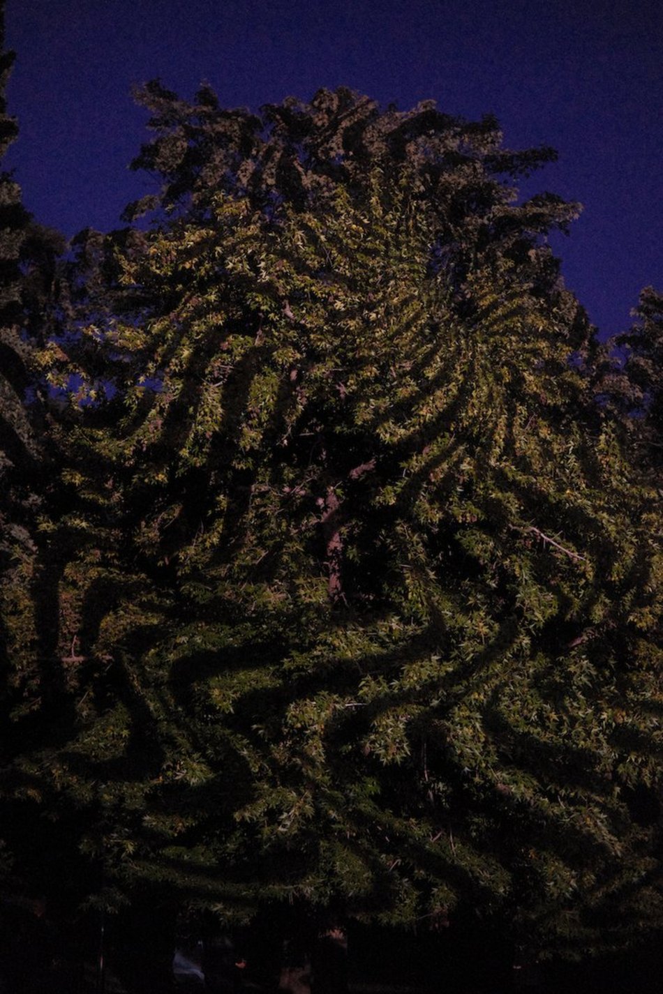 Byliście już w parku Sienkiewicza? Bajkowy świat Light Move Festival 2025 Łódź [ZDJĘCIA]