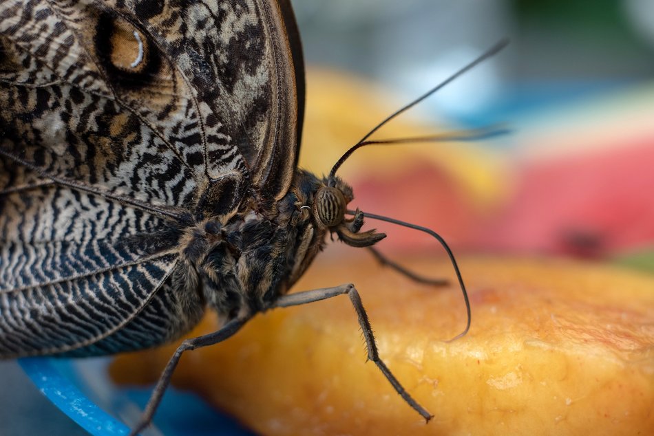 Łódź. Orientarium Zoo Łódź otwiera motylarnię! Spaceruj wśród najpiękniejszych motyli na świecie