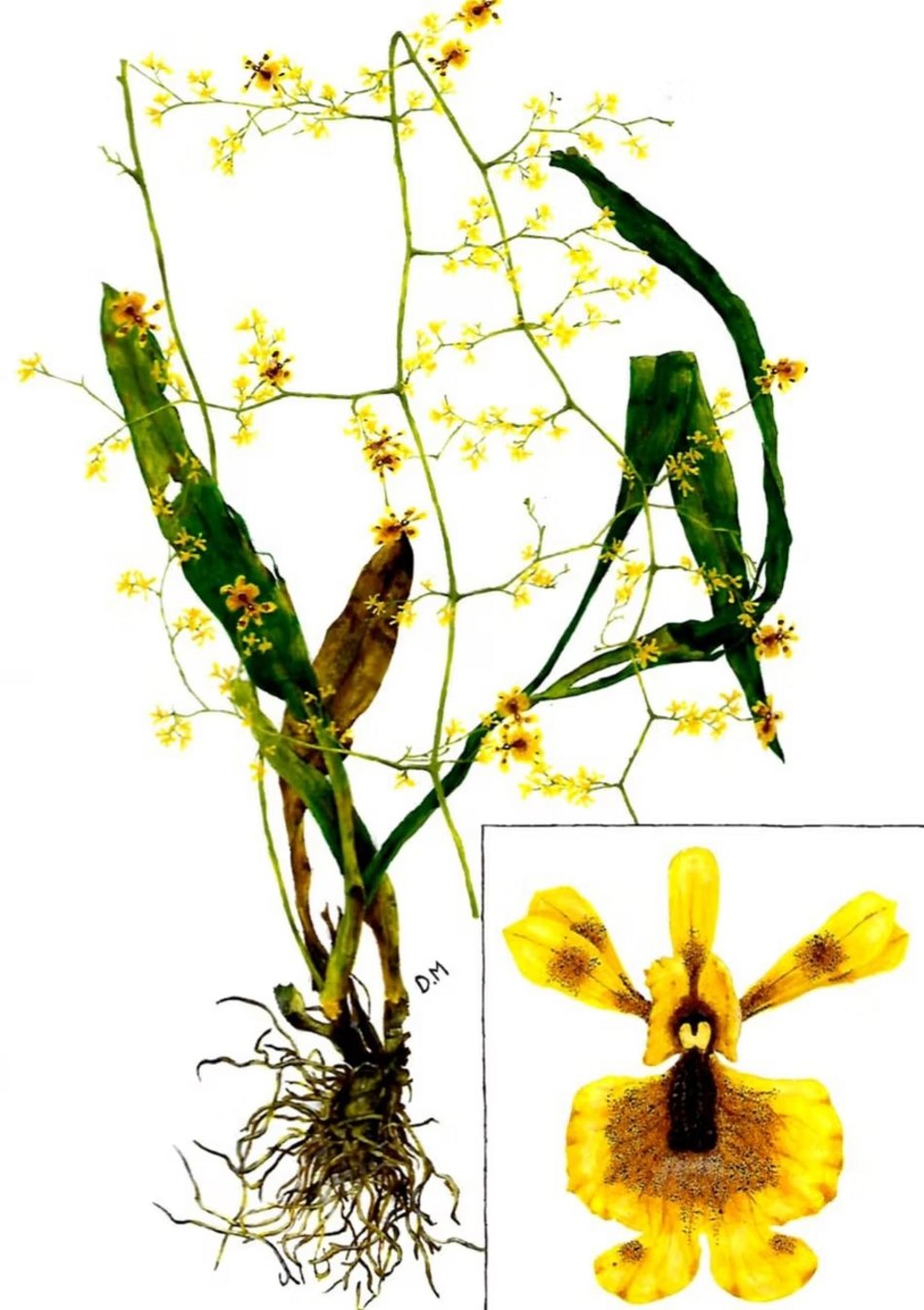 Łódź. Królowa storczyków z Uniwersytetu Łódzkiego. Prof. Marta Kolanowska odkryła ponad 400 gatunków