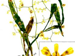 Łódź. Królowa storczyków z Uniwersytetu Łódzkiego. Prof. Marta Kolanowska odkryła ponad 400 gatunków