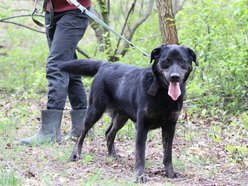 Uchyl serca Edkowi ze schroniska w Łodzi. Doskwiera mu samotność