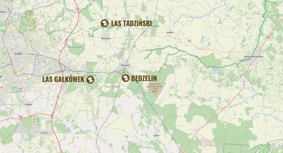 grafika z poradami dotyczącymi zbierania grzybów