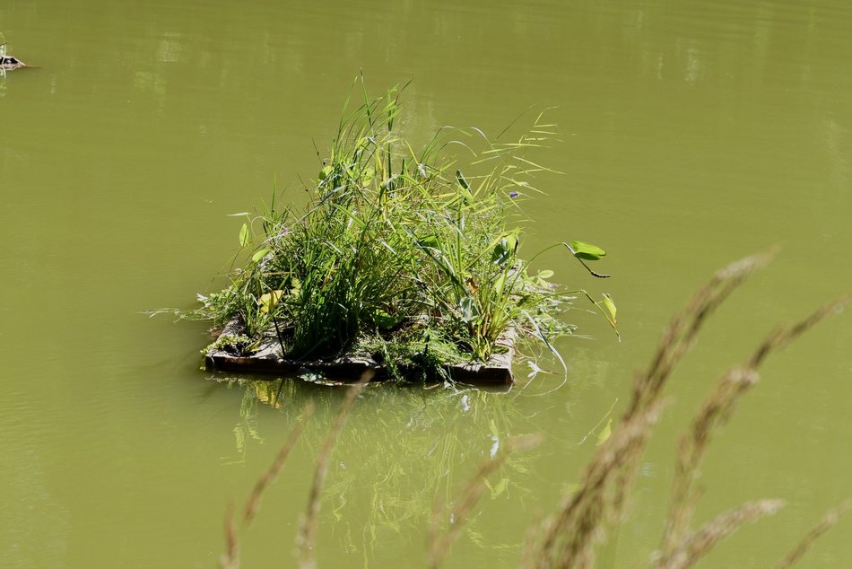 Łódź. Trzy wyspy na stawie w Arturówku w Łodzi. Oczyszczą wodę i pomogą zwierzętom!