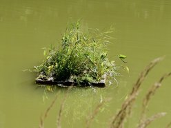 Łódź. Trzy wyspy na stawie w Arturówku w Łodzi. Oczyszczą wodę i pomogą zwierzętom!