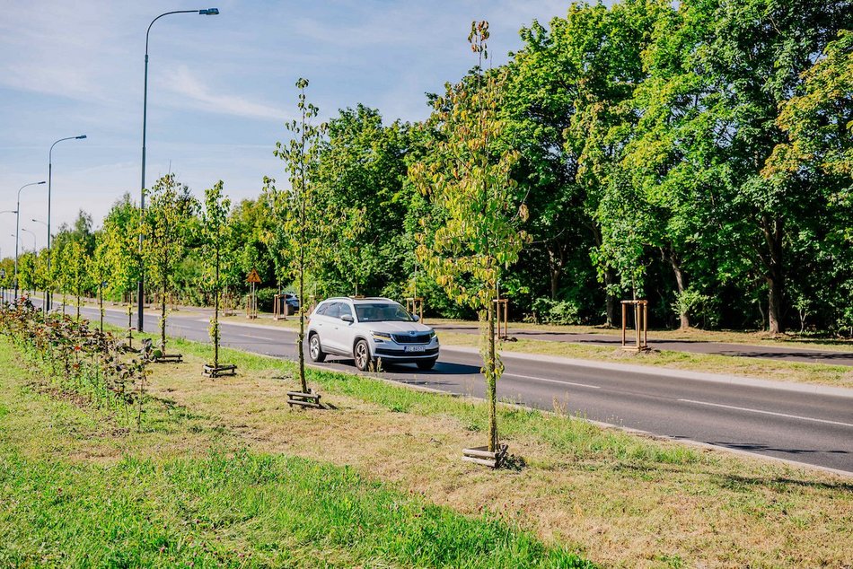 Łódź. Aż 20 tysięcy nowych drzew w 2025 roku