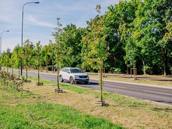 Łódź. Aż 20 tysięcy nowych drzew w 2025 roku