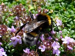 Łódź. Owady Ogrodu Botanicznego w Łodzi. Przyjdź na spacer i sprawdź, co w trawie piszczy