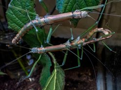 Łódź. Patyczaki Nui Chua