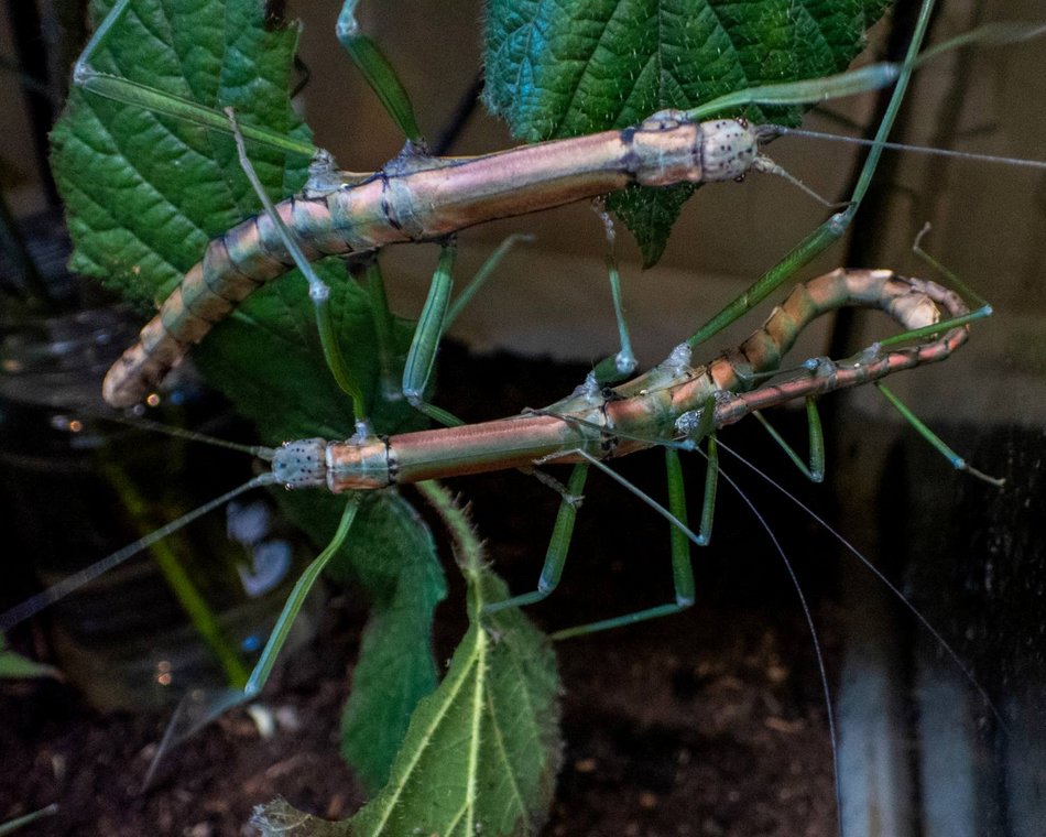 Łódź. Patyczaki Nui Chua