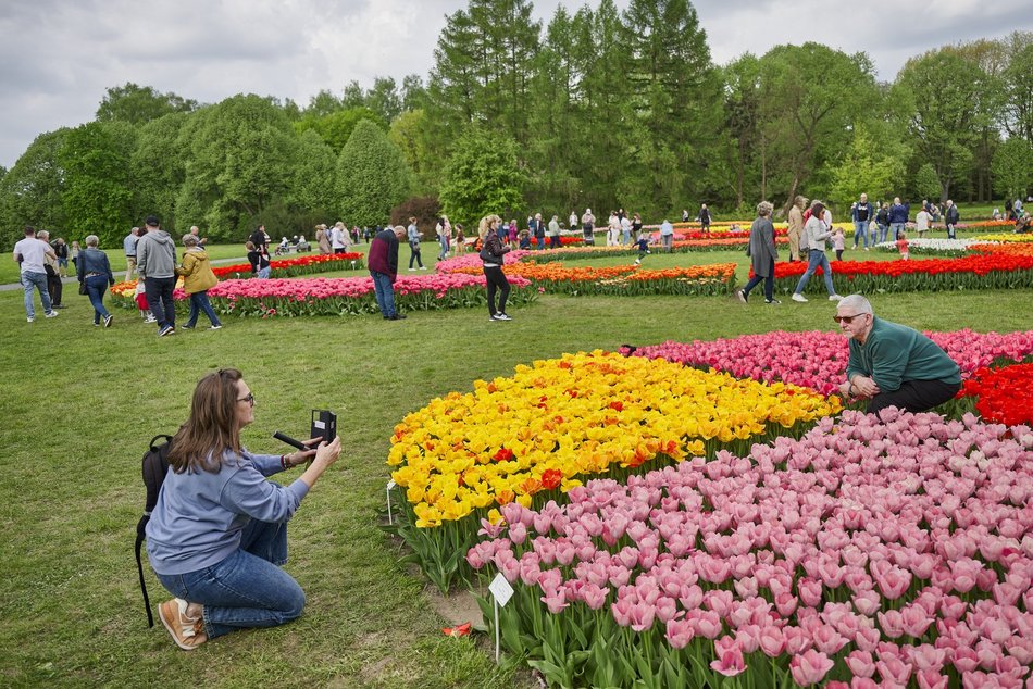 Kwitnące tulipany w Ogrodzie Botanicznym w Łodzi