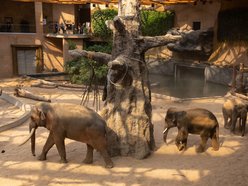 Orientarium Zoo Łódź slonie