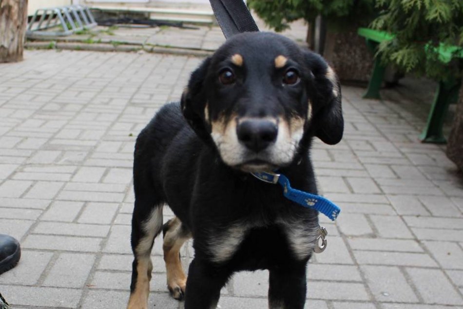 Szczeniaki, które czekają na kochającą rodzinę