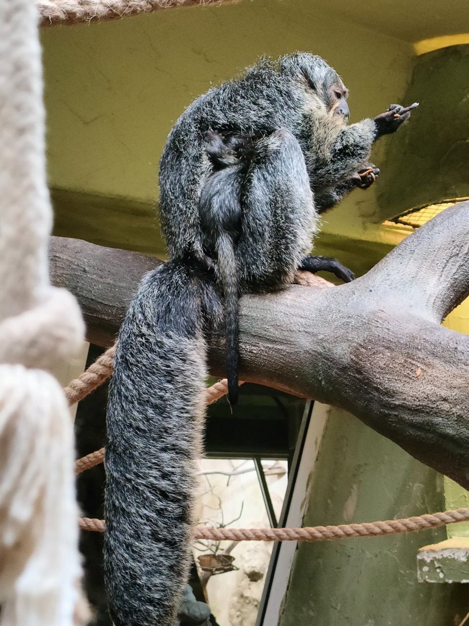 Nowy małpka Orientarium Zoo Łódź