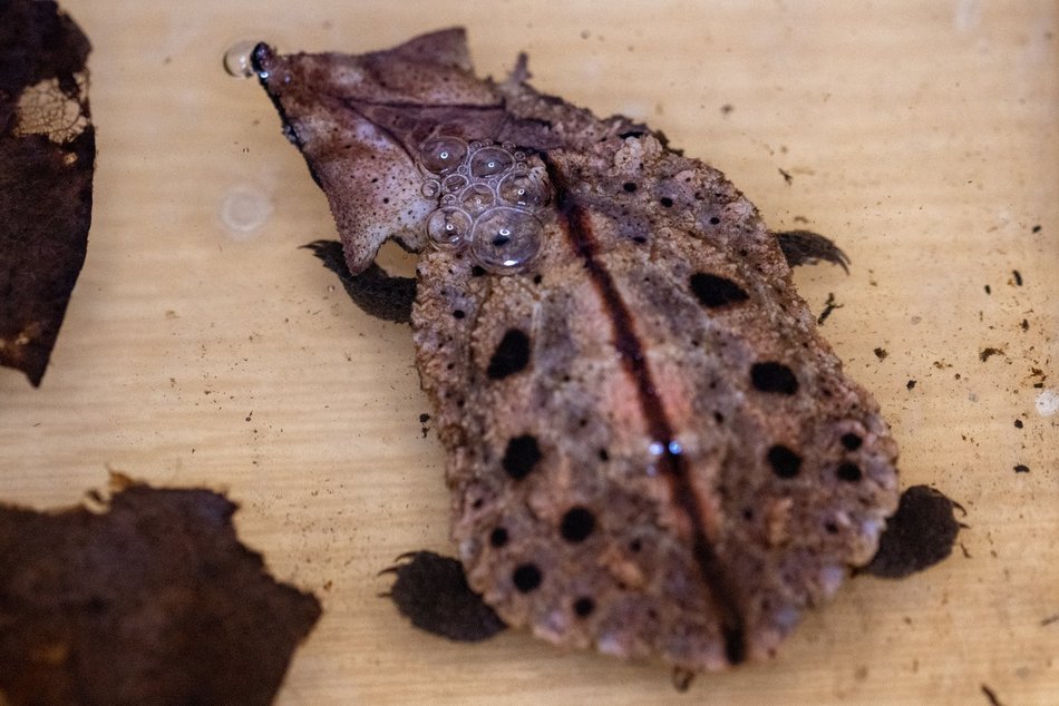 Łódź. W Orientarium Zoo Łódź urodziły się żółwie matamata
