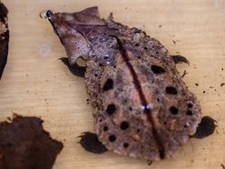 Łódź. W Orientarium Zoo Łódź urodziły się żółwie matamata