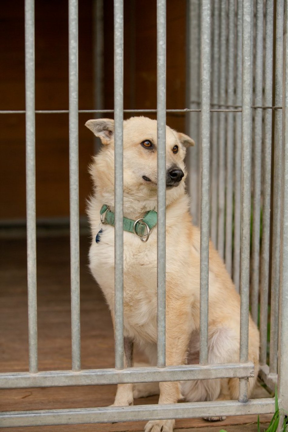 Fundacja Niechciane i Zapomniane pomogła już wielu zwierzętom