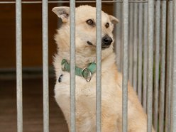 Fundacja Niechciane i Zapomniane pomogła już wielu zwierzętom