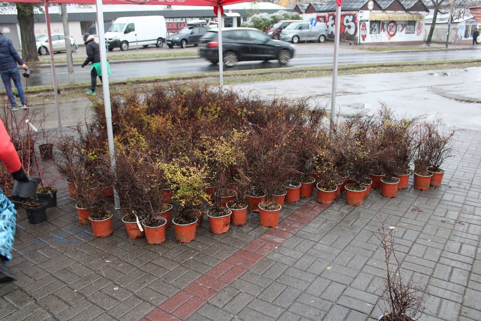 Sadzenie krzewów wzdłuż ulicy Retkińskiej