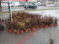 Sadzenie krzewów wzdłuż ulicy Retkińskiej