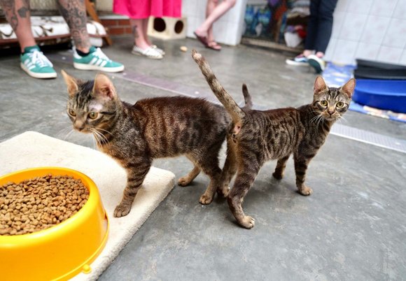 Łódź. Rusza zimowa akcja dokarmiania kotów w Łodzi. Sprawdź, jak i kiedy odebrać wsparcie