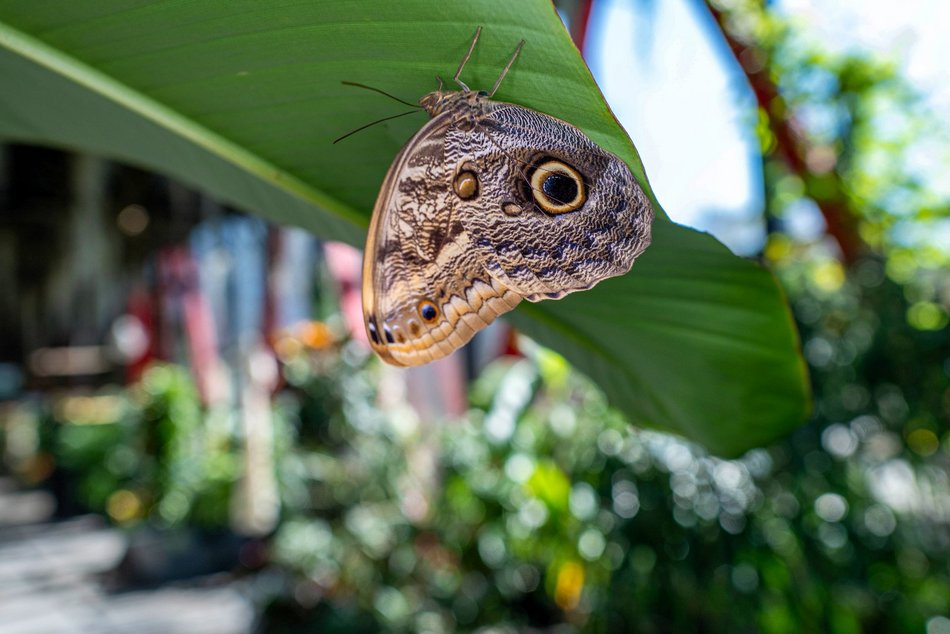 Łódź. Nowa motylarnia w Orientarium Zoo Łódź już otwarta! Największe takie miejsce w Polsce