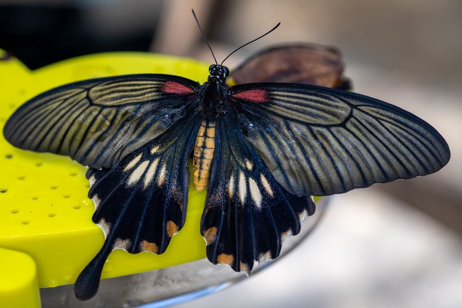 Motylarnia w Orientarium Zoo Łódź - motyle i odwiedzający w motylarni