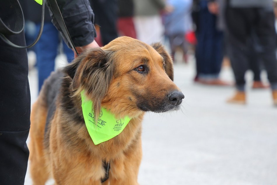 Parada Kundelków w Łodzi