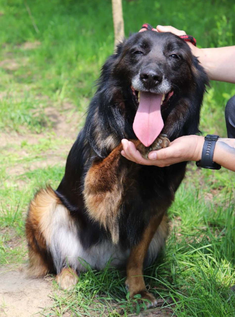Z kanapy za kraty. Oddana Remi czeka na nową rodzinę po śmierci właściciela