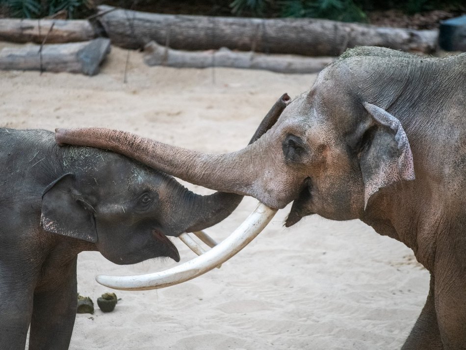 Do trzech słoni mieszkających w Orientarium Zoo Łódź wkrótce dołączy czwarty kolega