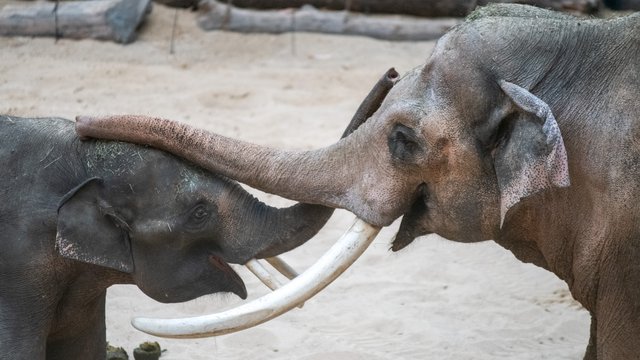 Nowy słoń zamieszka w Orientarium Zoo Łódź. Będzie już czwarty w łódzkim stadzie!
