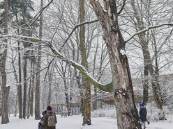 Buk z parku Źródliska w Łodzi ma 150 lat