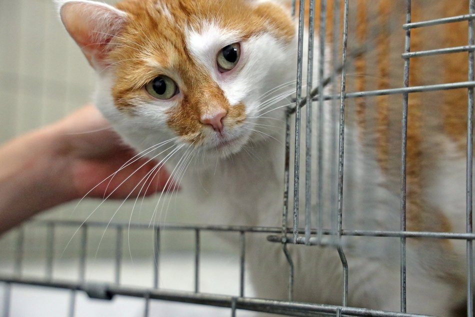 Schronisko w Łodzi. Mnóstwo zwierząt czeka na na nowy dom!