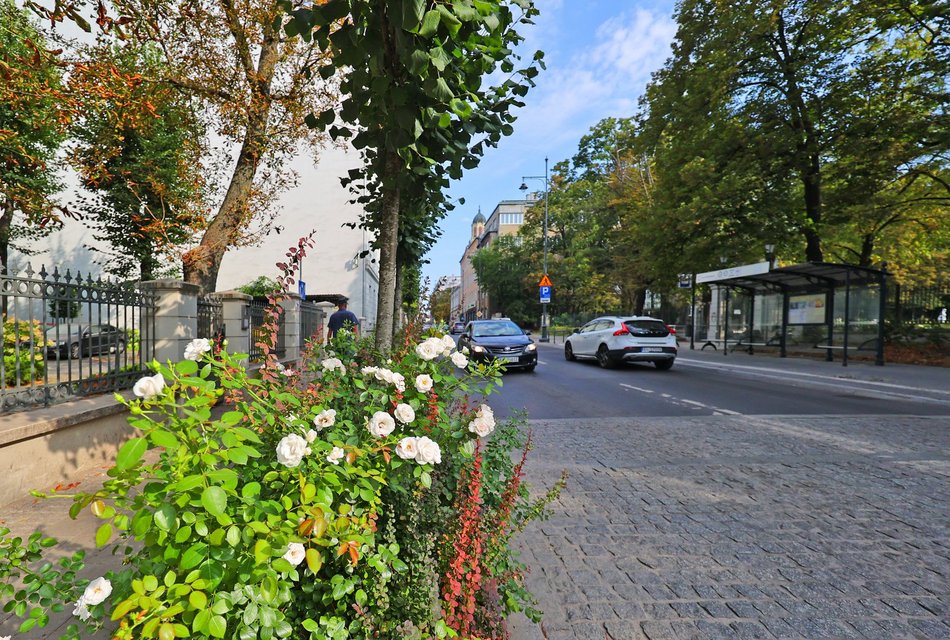 Coraz więcej zieleni w centrum Łodzi