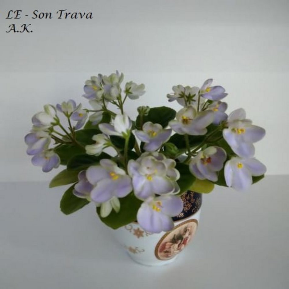 Łódź. Ponad 400 odmian fiołków afrykańskich. Niezwykła pasja Agnieszki Kunickiej-Kakietek