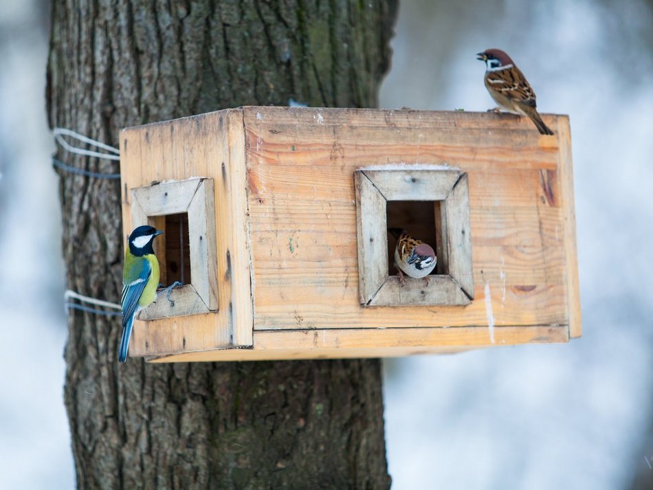 Łódź. Budki lęgowe dla ptaków