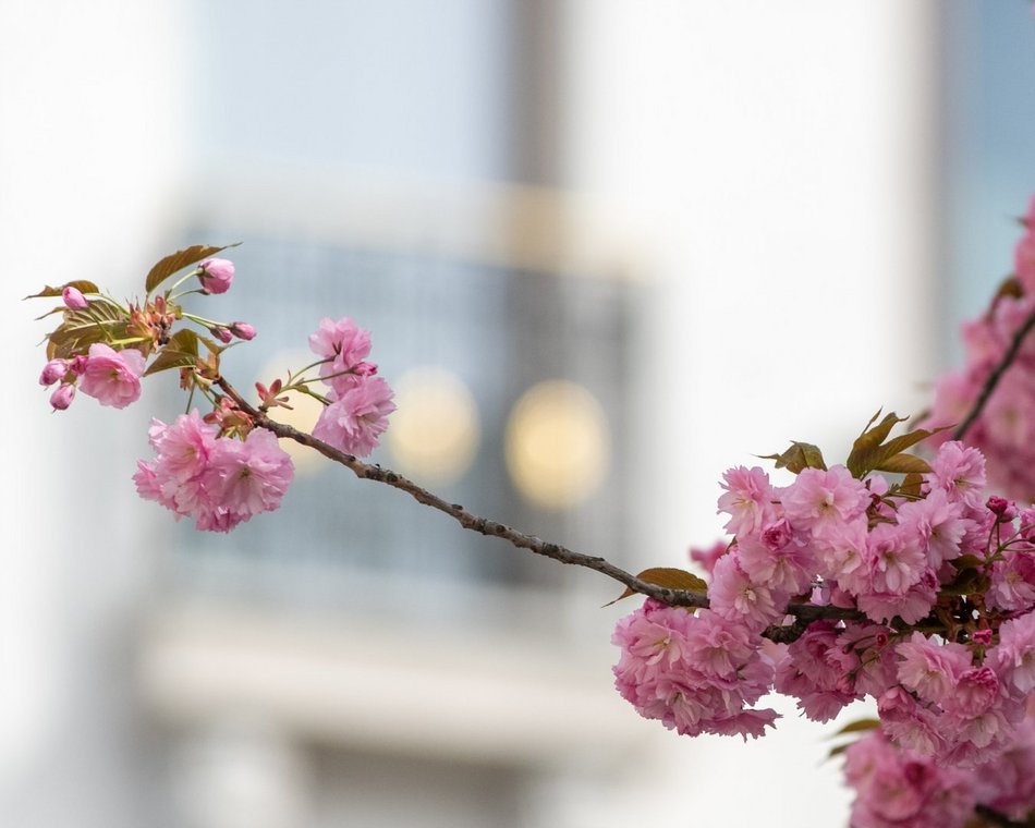 Zjawiskowy woonerf 6 sierpnia w Łodzi w wiosennych szatach! Rozkwitły wiśnie kanzan!