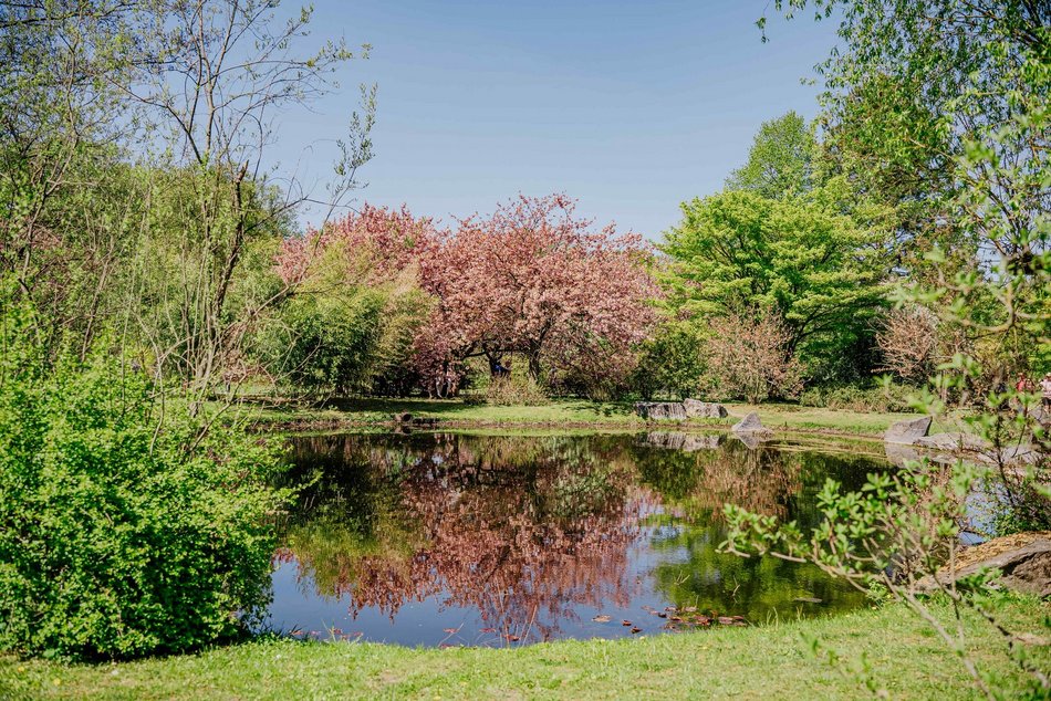 Łódź. Ogród Botaniczny w Łodzi w wiosennej odsłonie