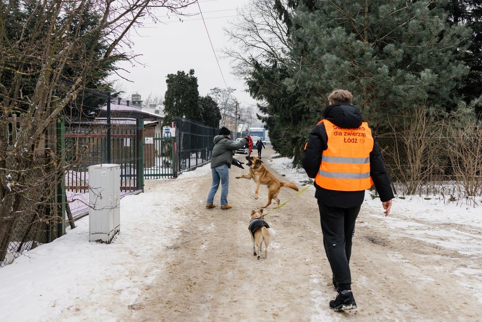 Łódź. Psy ze schroniska w Łodzi znów na spacerze! Dla tych wesołych pyszczków aż chce się chodzić!