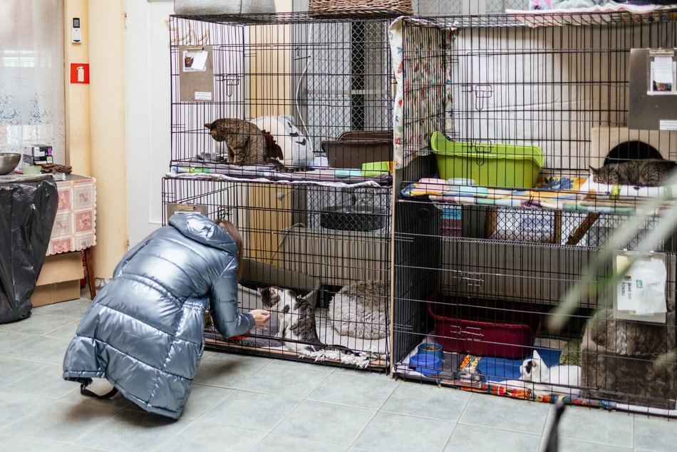 Łódź. Kocie walentynki w schronisku w Łodzi. Zobacz zdjęcia ze spotkania adopcyjnego