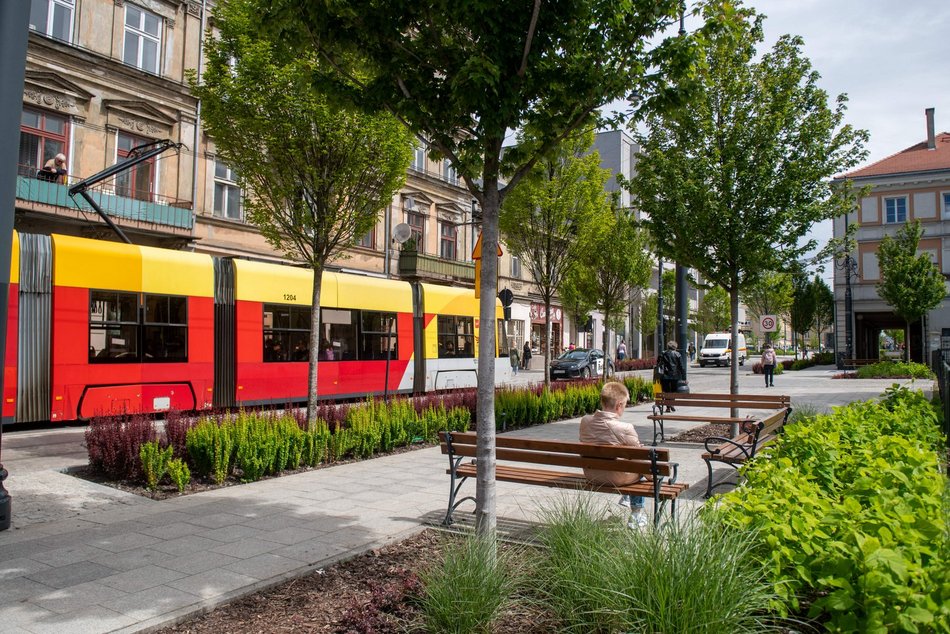 Nowe drzewa na Legionów, Nowomiejskiej i Sterlinga w Łodzi. Śródmieście coraz bardziej zielone!