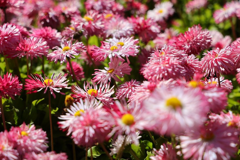 Ogród Botaniczny w Łodzi. Kwitnące rośliny