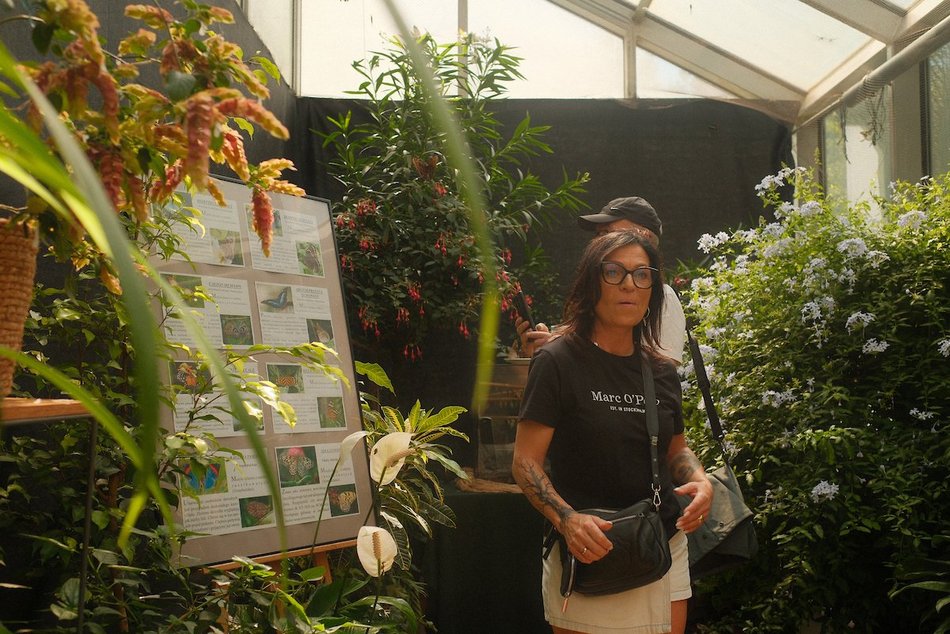 Łódź. Motyle z tropików na długi weekend. Kolorowa wystawa w Palmiarni