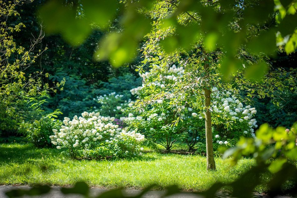 Łódź. Hortensje opanowały Ogród Botaniczny w Łodzi! To prawdziwa feeria barw
