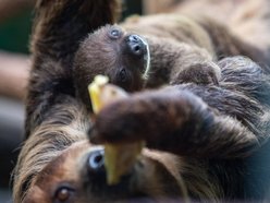 Łódź. O ochronie przyrody w Orientarium Zoo Łódź. Międzynarodowa konferencja EAZA 2025