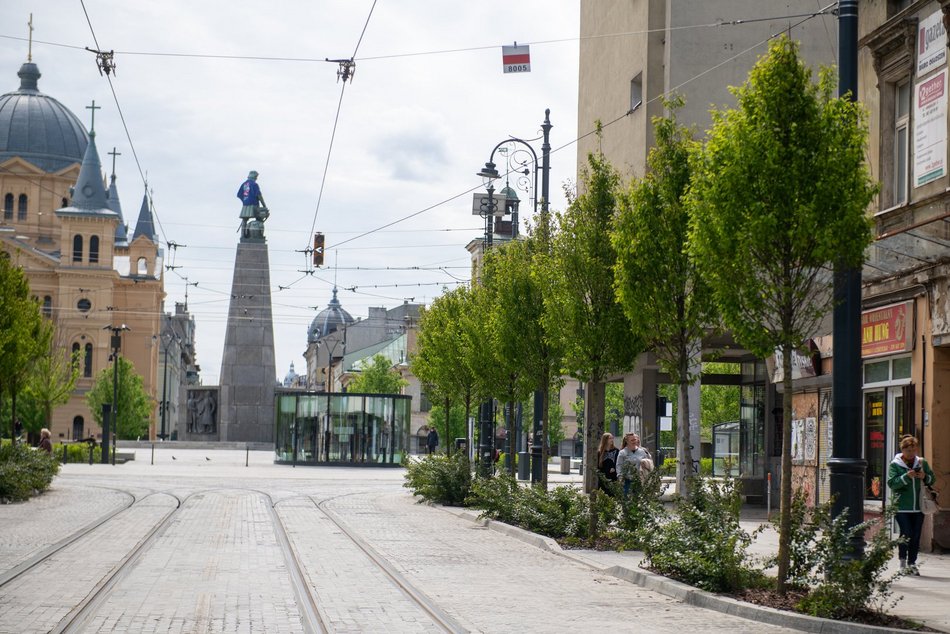 Łódź. Aż 20 tysięcy nowych drzew w 2025 roku