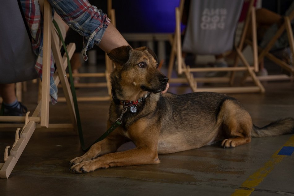 Łódź. Gastro dla schroniska w Łodzi. Tak się łączy miłość do jedzenia, muzyki i zwierząt!