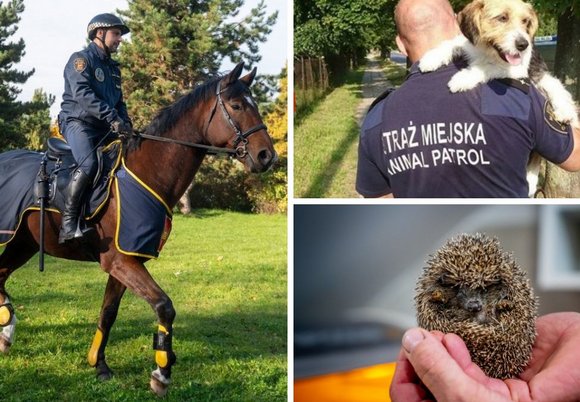 Łódź. Jeżowe osiedla, kocia przystań, budki dla ptaków i więcej. Budżet Obywatelski Łódź 2026 dla zwierząt