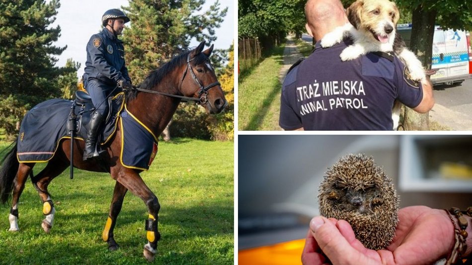 Łódź. Jeżowe osiedla, kocia przystań, budki dla ptaków i więcej. Budżet Obywatelski Łódź 2026 dla zwierząt