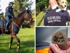 Łódź. Jeżowe osiedla, kocia przystań, budki dla ptaków i więcej. Budżet Obywatelski Łódź 2026 dla zwierząt