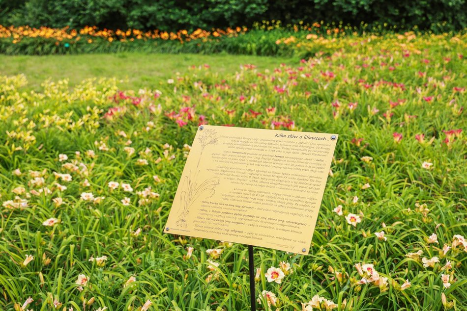 Łódź. Liliowce zachwycają w Ogrodzie Botanicznym w Łodzi. Widok zapierający dech!